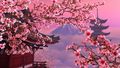 japan - Sakura wallpaper