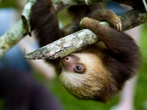  Sloth