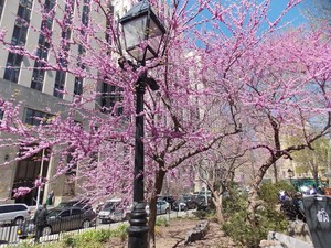 Springtime in New York