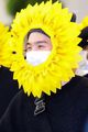 Sunflower Suga - bts photo