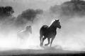 Through the Mist - horses photo