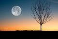 Tree at Night - moon photo