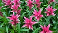 cherl12345-tamara - Tropical Pink Flowers wallpaper