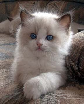 beautiful cute kitten./ᐠ｡ꞈ｡ᐟ✿\