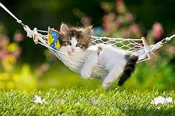 kitties in hammocks