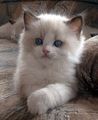 so sweet kitten/ᐠ｡ꞈ｡ᐟ✿\ - animals photo