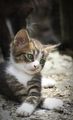 so sweet kitten/ᐠ｡ꞈ｡ᐟ✿\ - animals photo