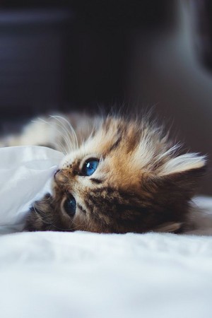 so sweet kitten./ᐠ｡ꞈ｡ᐟ✿\