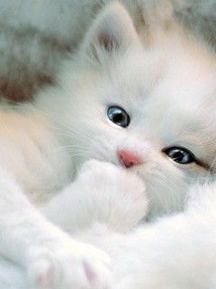  so sweet kitten./ᐠ｡ꞈ｡ᐟ✿\