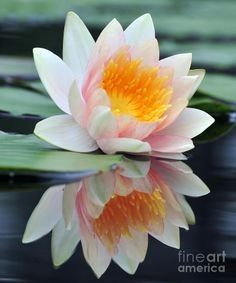  waterlily❤️🌸