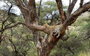  African leopard