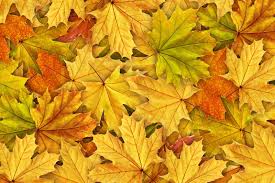  Autumn Leaves