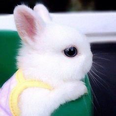 Baby Bunny 🐇