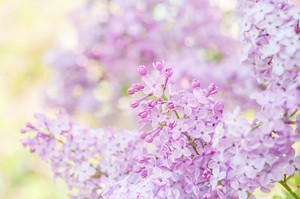 Beautiful Lilacs