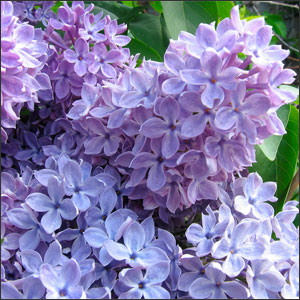 Beautiful Lilacs