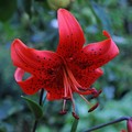 Beautiful Lilies  - random photo
