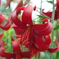 Beautiful Lilies  - random photo