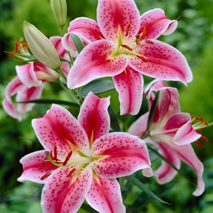  Beautiful Lilies