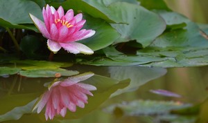 Beautiful Water Lilies 