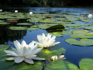 Beautiful Water Lilies 