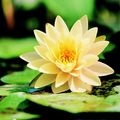 Beautiful Water Lilies  - random photo