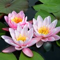 Beautiful Water Lilies  - random photo