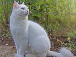 Beautiful White Kitty