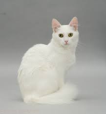 Beautiful White Kitty