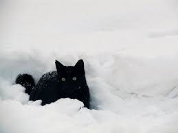 Black Cat Playing In The Snow