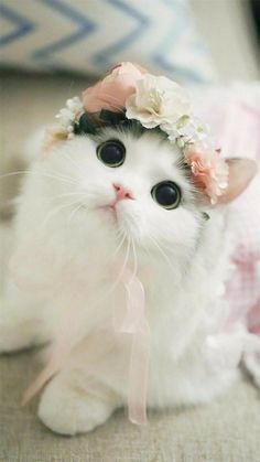 Cute Cat 💜