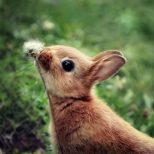  Cute Rabbit