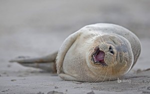 Harbour Seal Pup