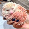 Hedgehogs - random photo