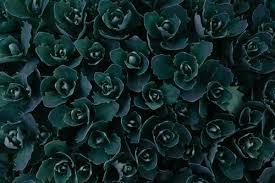  Humter Green Розы