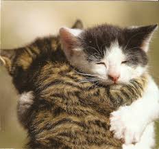  Kitty Hugs