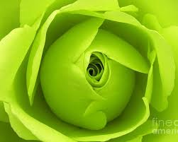 Light Green Rose