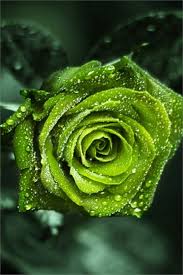 Light Green Rose