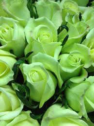 Light Green Roses