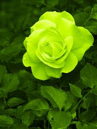 Lime Green Rose