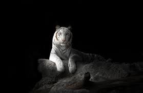  Majestic White Tiger