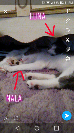 My kittens (luna and nala)