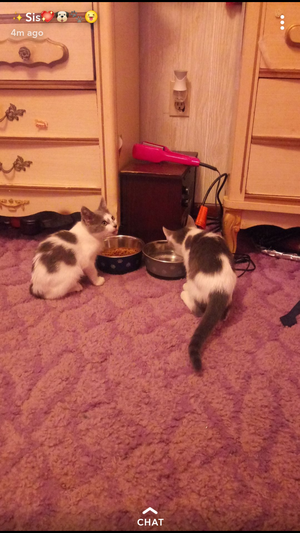  My kittens (luna and nala)