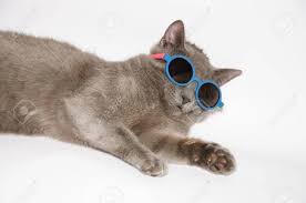 One Cool Kitty