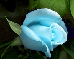 Pale Blue Rose