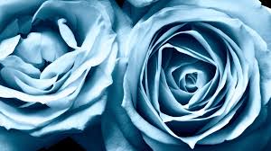 Pale Blue Rose