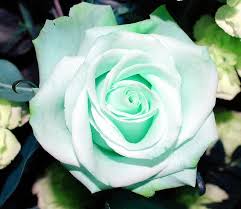 Pale Green Rose