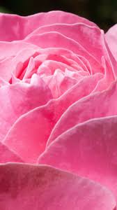  ピンク Rose