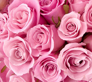  粉, 粉色 玫瑰