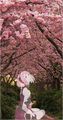 Sakura Haruna - anime photo