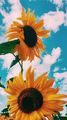 Sunflowers - random photo